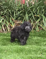 Adeline, a female Aussiedoodle for sale in Chester, SC – 3 of 6