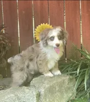 Sam, a male Aussiedoodle for sale in Chester, SC – 3 of 5