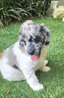 Theo, a female Poodle - Miniature  for sale in Chester, SC – 5 of 5