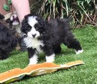 Clementine, a female Aussiedoodle for sale in Chester, SC – 3 of 8