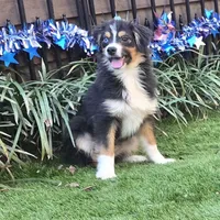 Coop, a male Toy Australian Shepherd for sale in Chester, SC – Photo 2 of 4