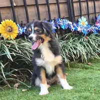 Coop, a male Toy Australian Shepherd for sale in Chester, SC – Photo 3 of 4