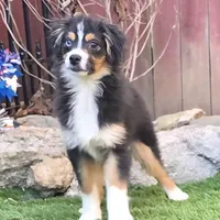 Coop, a male Toy Australian Shepherd for sale in Chester, SC – Photo 1 of 4