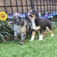 Coop, a male Toy Australian Shepherd for sale in Chester, SC – Photo 4 of 4