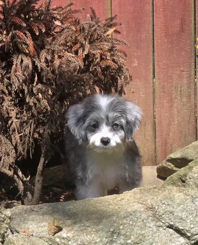 Scarlet – Aussiedoodle puppy for sale in Chester, SC