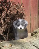 Scarlet, a female Aussiedoodle for sale in Chester, SC – 1 of 5