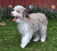 Bear, a male Aussiedoodle for sale in Chester, SC – Photo 5 of 5