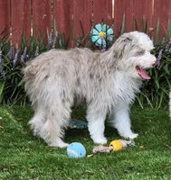 Bear, a male Aussiedoodle for sale in Chester, SC – Photo 3 of 5