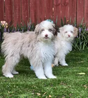 Bear, a male Aussiedoodle for sale in Chester, SC – Photo 1 of 5