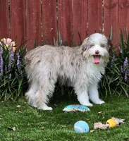 Bear, a male Aussiedoodle for sale in Chester, SC – Photo 4 of 5