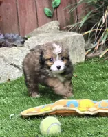 Bodhi, a male Aussiedoodle for sale in Chester, SC – 6 of 7
