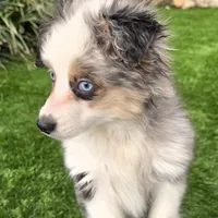 Trixie, a female Toy Australian Shepherd for sale in Chester, SC – Photo 5 of 5