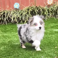 Trixie, a female Toy Australian Shepherd for sale in Chester, SC – Photo 1 of 5