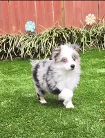 Trixie, a female Toy Australian Shepherd for sale in Chester, SC – Photo 1 of 5