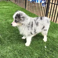 Trixie, a female Toy Australian Shepherd for sale in Chester, SC – Photo 2 of 5