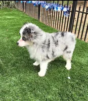 Trixie, a female Toy Australian Shepherd for sale in Chester, SC – Photo 2 of 5