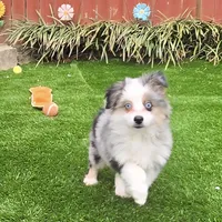 Trixie, a female Toy Australian Shepherd for sale in Chester, SC – Photo 3 of 5