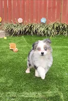 Trixie, a female Toy Australian Shepherd for sale in Chester, SC – Photo 3 of 5