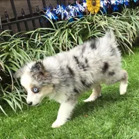 Trixie, a female Toy Australian Shepherd for sale in Chester, SC – Photo 4 of 5