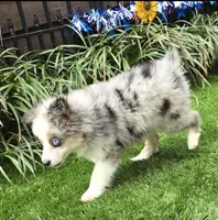 Trixie, a female Toy Australian Shepherd for sale in Chester, SC – Photo 4 of 5