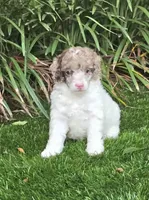 Fig, a female Poodle - Miniature  for sale in Chester, SC – 4 of 4