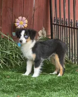 Penny, a female Toy Australian Shepherd for sale in Chester, SC – 3 of 5