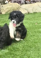 Sophia, a female Aussiedoodle for sale in Chester, SC – 3 of 7