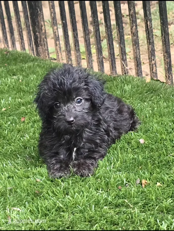 Adeline – Aussiedoodle puppy for sale in Chester, SC
