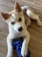 MAX, a male Siberian Husky for sale in Gilbert, AZ – Photo 2 of 3