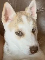 MAX, a male Siberian Husky for sale in Gilbert, AZ – Photo 3 of 3