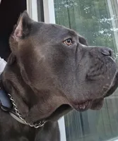 Boy "green collar", a male Cane Corso for sale in Lone Jack, MO – Photo 5 of 5