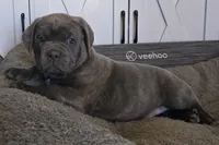 Boy "green collar", a male Cane Corso for sale in Lone Jack, MO – Photo 1 of 5