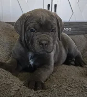 Boy "green collar", a male Cane Corso for sale in Lone Jack, MO – Photo 2 of 5
