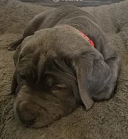 Girl "pink collar", a female Cane Corso for sale in Lone Jack, MO – Photo 2 of 7