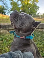 Girl "pink collar", a female Cane Corso for sale in Lone Jack, MO – Photo 7 of 7