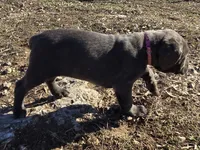 Girl "pink collar", a female Cane Corso for sale in Lone Jack, MO – Photo 3 of 7