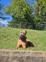 Girl "pink collar", a female Cane Corso for sale in Lone Jack, MO – Photo 6 of 7