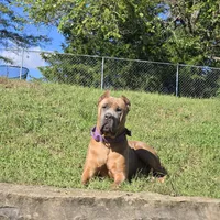 Boy "red collar", a male Cane Corso for sale in Lone Jack, MO – Photo 8 of 10