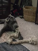 Boy "red collar", a male Cane Corso for sale in Lone Jack, MO – Photo 2 of 10