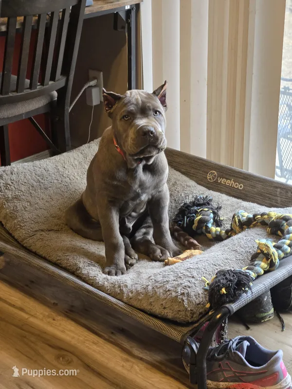 Boy "red collar" – Cane Corso puppy for sale in Lone Jack, MO