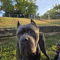 Boy "red collar", a male Cane Corso for sale in Lone Jack, MO – Photo 7 of 10