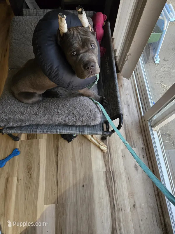 Boy "red collar" – Cane Corso puppy for sale in Lone Jack, MO