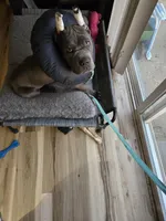 Boy "red collar", a male Cane Corso for sale in Lone Jack, MO – Photo 1 of 10