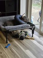 Boy "red collar", a male Cane Corso for sale in Lone Jack, MO – Photo 4 of 10