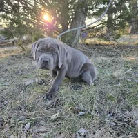 Boy "red collar", a male Cane Corso for sale in Lone Jack, MO – Photo 9 of 10