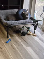 Boy "red collar", a male Cane Corso for sale in Lone Jack, MO – Photo 5 of 10