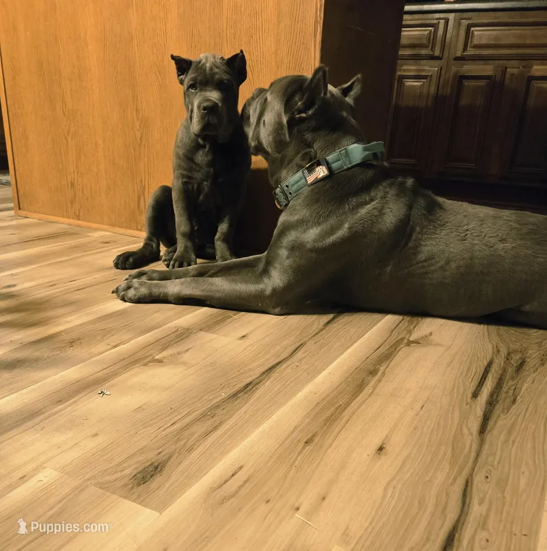 Boy "red collar" – Cane Corso puppy for sale in Lone Jack, MO