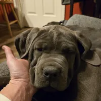 Boy "red collar", a male Cane Corso for sale in Lone Jack, MO – Photo 10 of 10