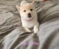 Saki, a female Shiba Inu for sale in Boise, ID – Photo 3 of 6