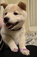 Saki, a female Shiba Inu for sale in Boise, ID – Photo 2 of 6